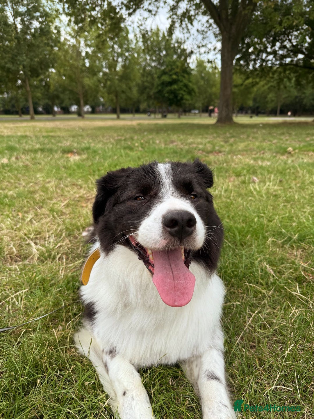 Australian Shepherd dogs for adoption: Marvin Needs Single or Couple, Without Pets Home - Advert 1