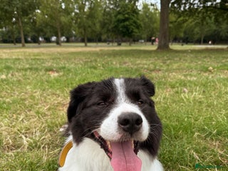 Australian Shepherd dogs Marvin Needs Single or Couple, Without Pets Home - Advert 1