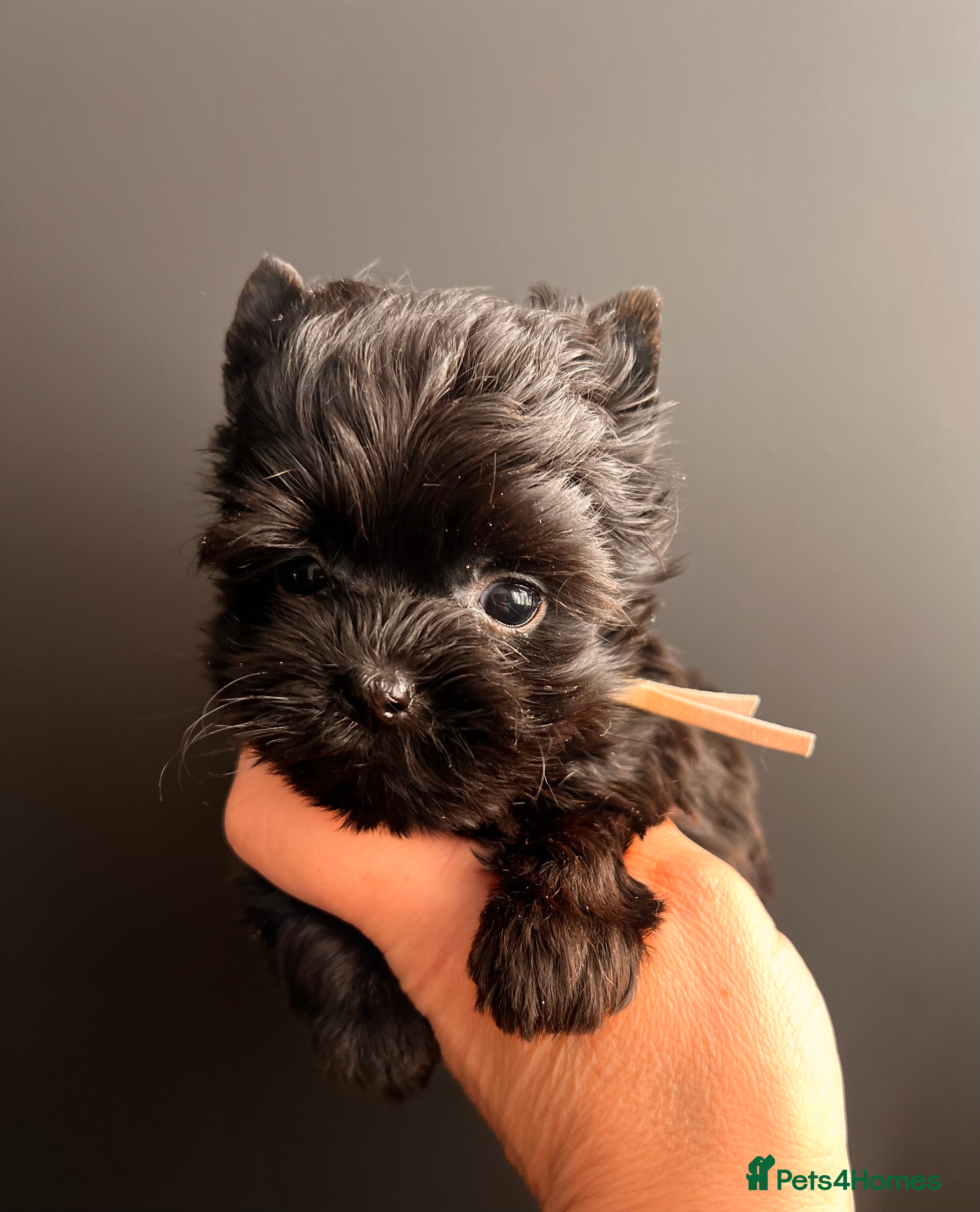 Yorkshire Terrier dogs 🎀 Tiny Little Mini Yorkshire Terrier Girls 🎀 - Advert 8