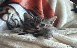 Mixed Breed cats for sale: Gorgeous kittens ready now 😍  x2 girls  - Image 12