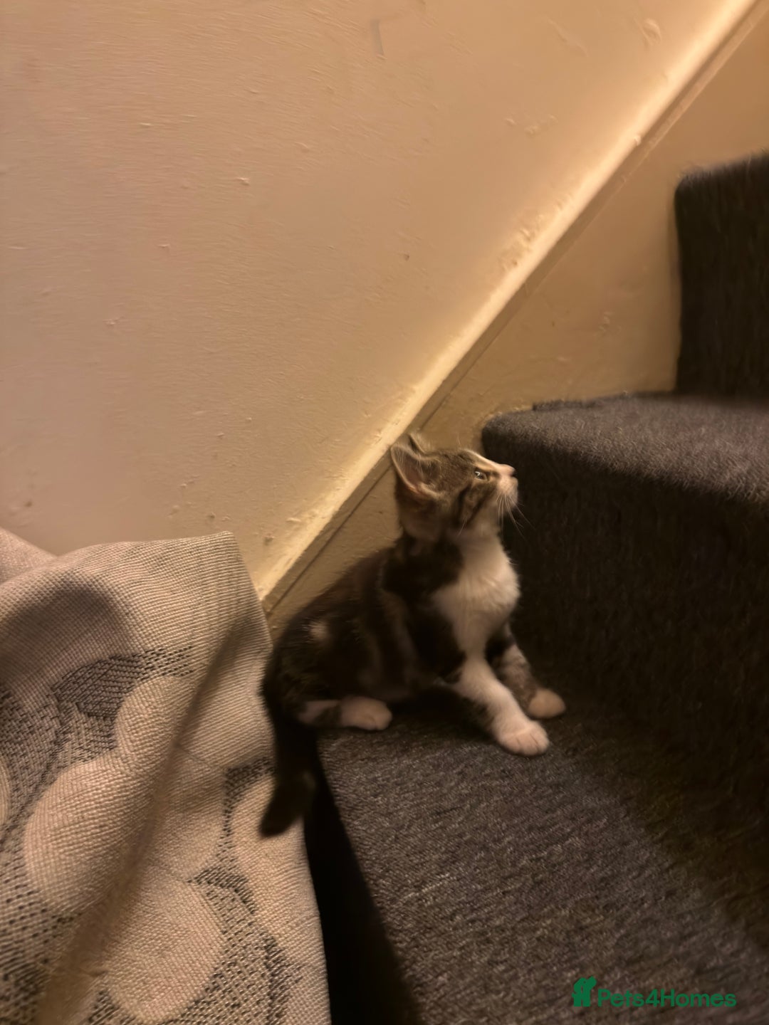 Mixed Breed cats for sale: 🐾 Beautiful Mixed-Breed Kittens –Ready🐾 - Image 29