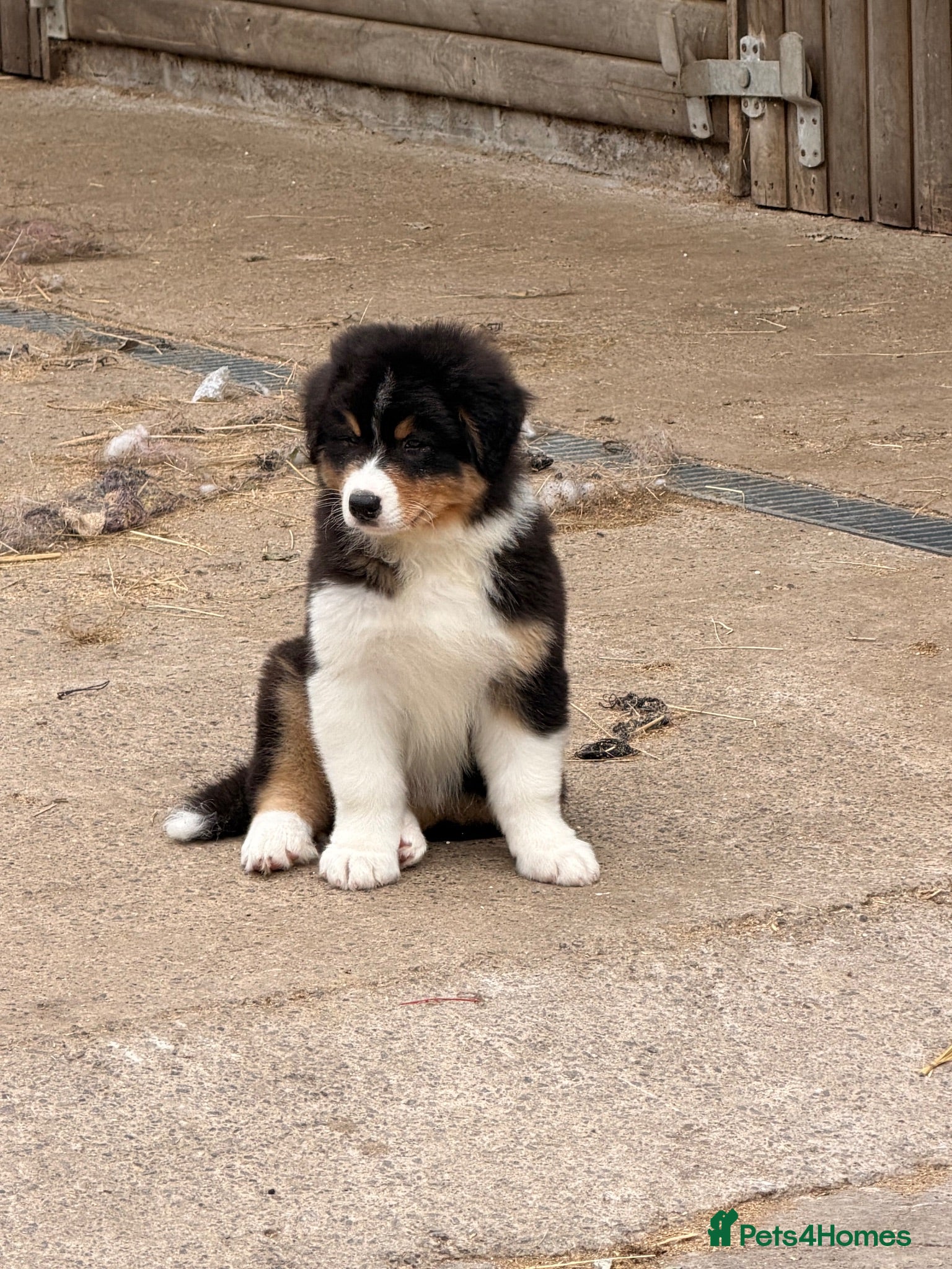 Australian Shepherd dogs Stunning Australian Shepherd Puppies  - Advert 4