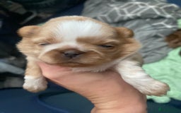 Shih Tzu dogs for sale: Amazing stunnin choc shihzu puppies ready to leave - Image 3