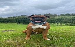 Boxer dogs for stud: Male Boxer Stud - Image 1