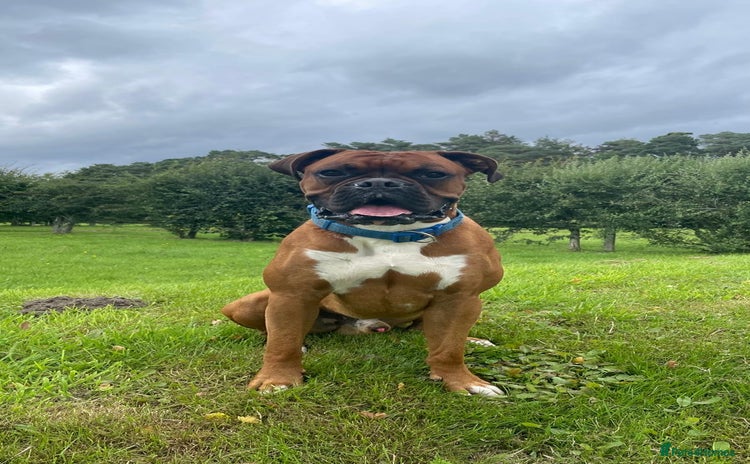 Boxer dogs - Advert 1