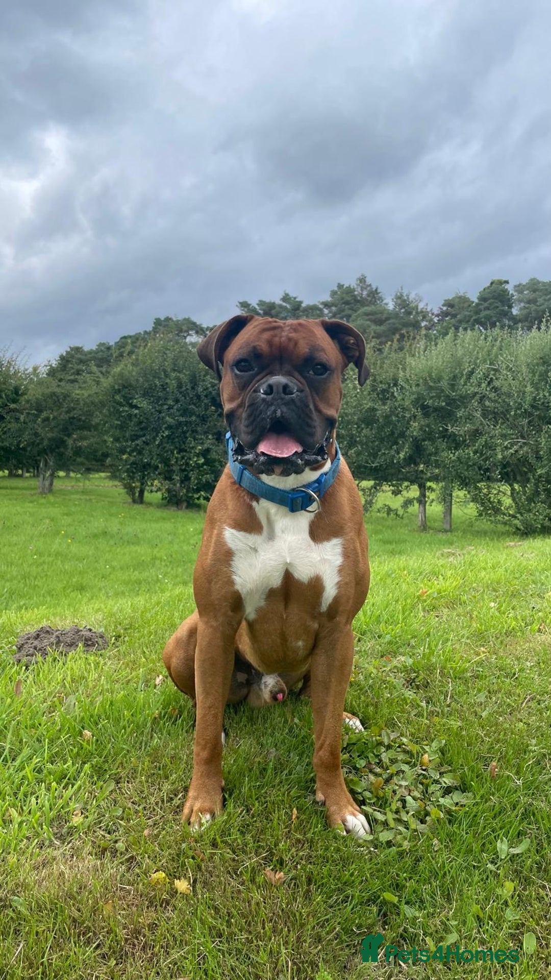 Boxer dogs for stud: Male Boxer Stud - Image 1