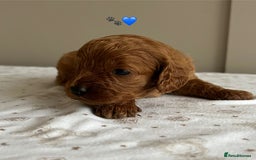 Cavapoo dogs for sale: Fully health tested Cavapoo 🐾🐶 - Image 16