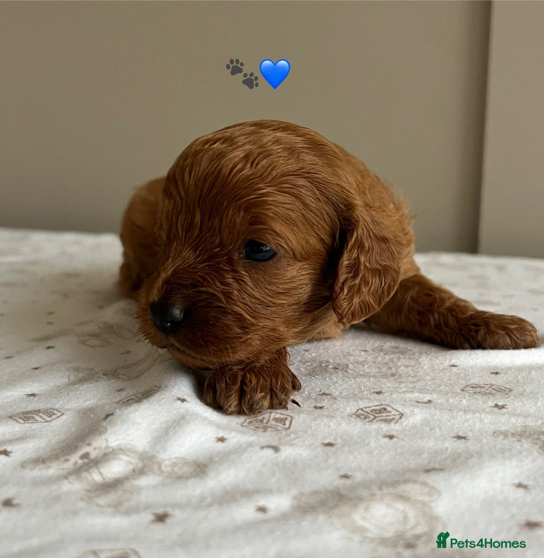 Cavapoo dogs for sale: Fully health tested Cavapoo 🐾🐶 - Image 16