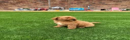 Cavapoo dogs for sale: F1 b Cavapoo  in Doncaster - Advert 3