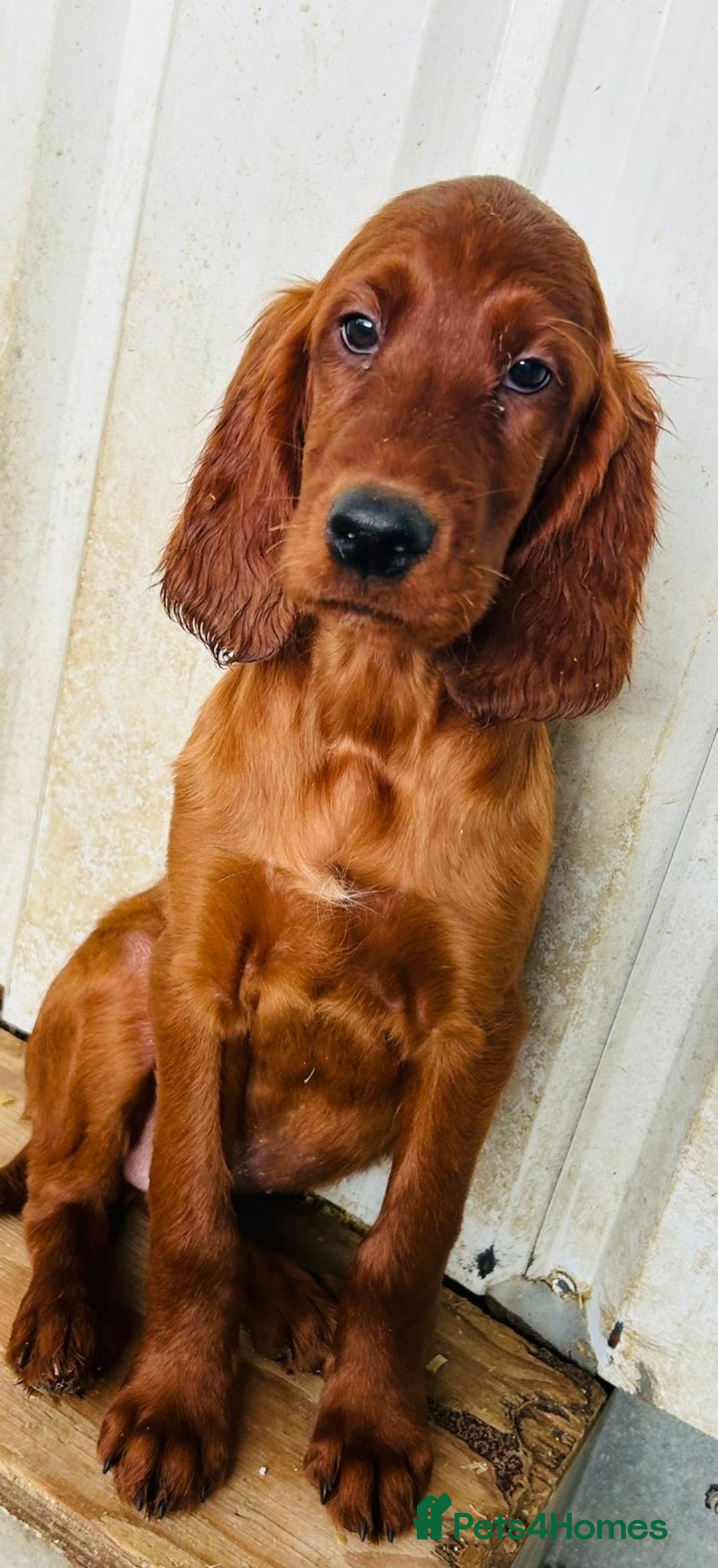 Irish Setter dogs for sale: Outstanding red Irish setters puppies - Image 10
