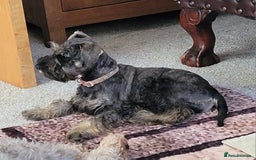 Miniature Schnauzer dogs for sale: Vaccinated and health Checked Mini Schnauzer Pups - Image 1