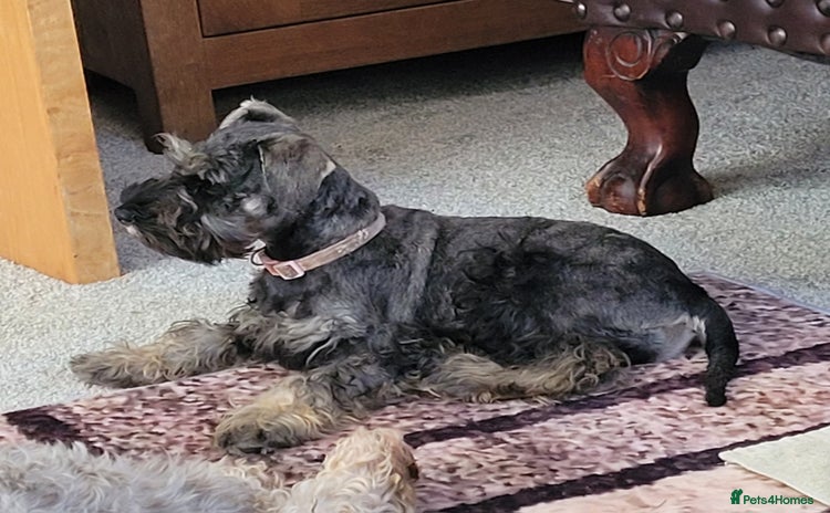 Miniature Schnauzer dogs - Advert 2