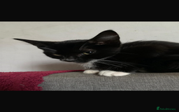 Mixed Breed cats for sale: 14 week old kittens for sale - Image 3