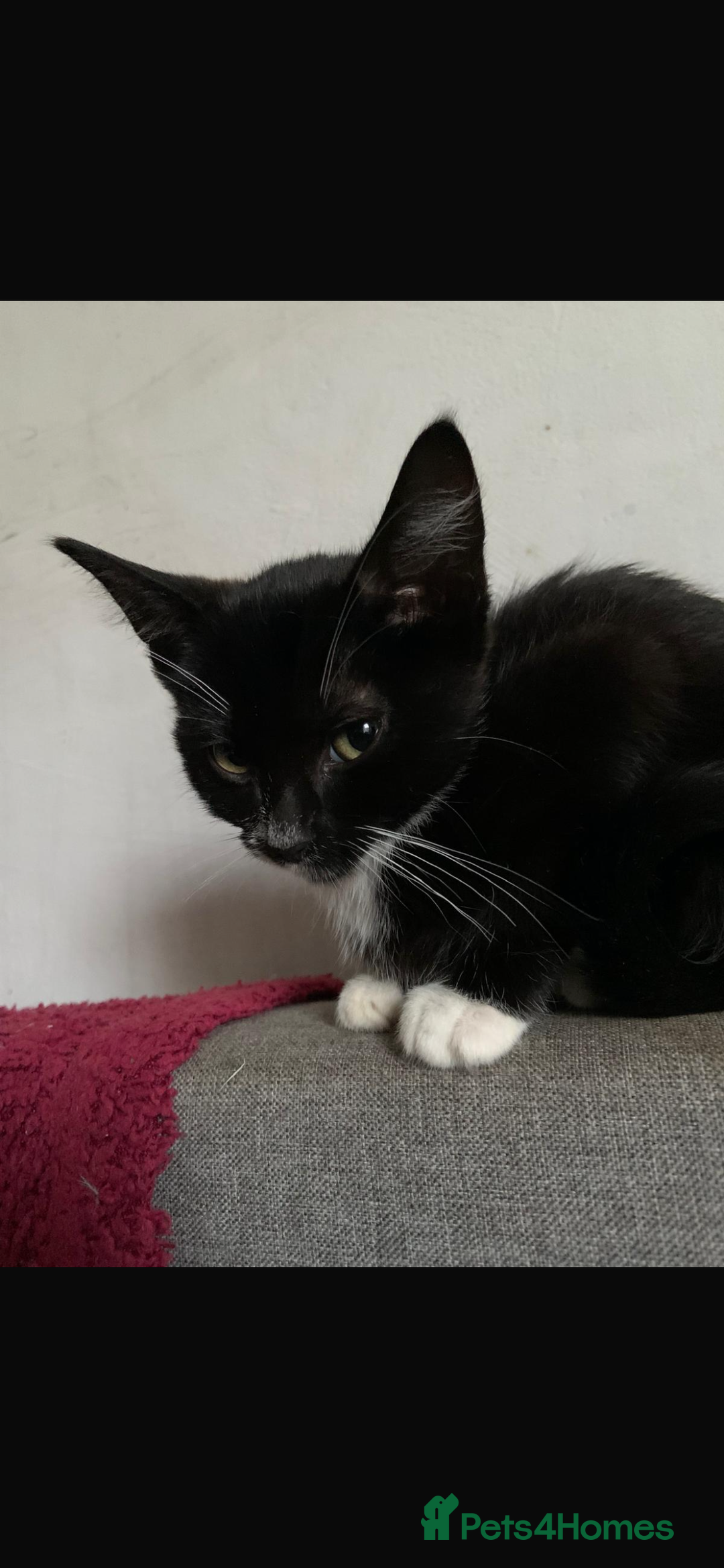 Mixed Breed cats for sale: 14 week old kittens for sale - Image 3