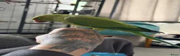 Ringnecks birds for sale: Indian ringneck - Advert 2
