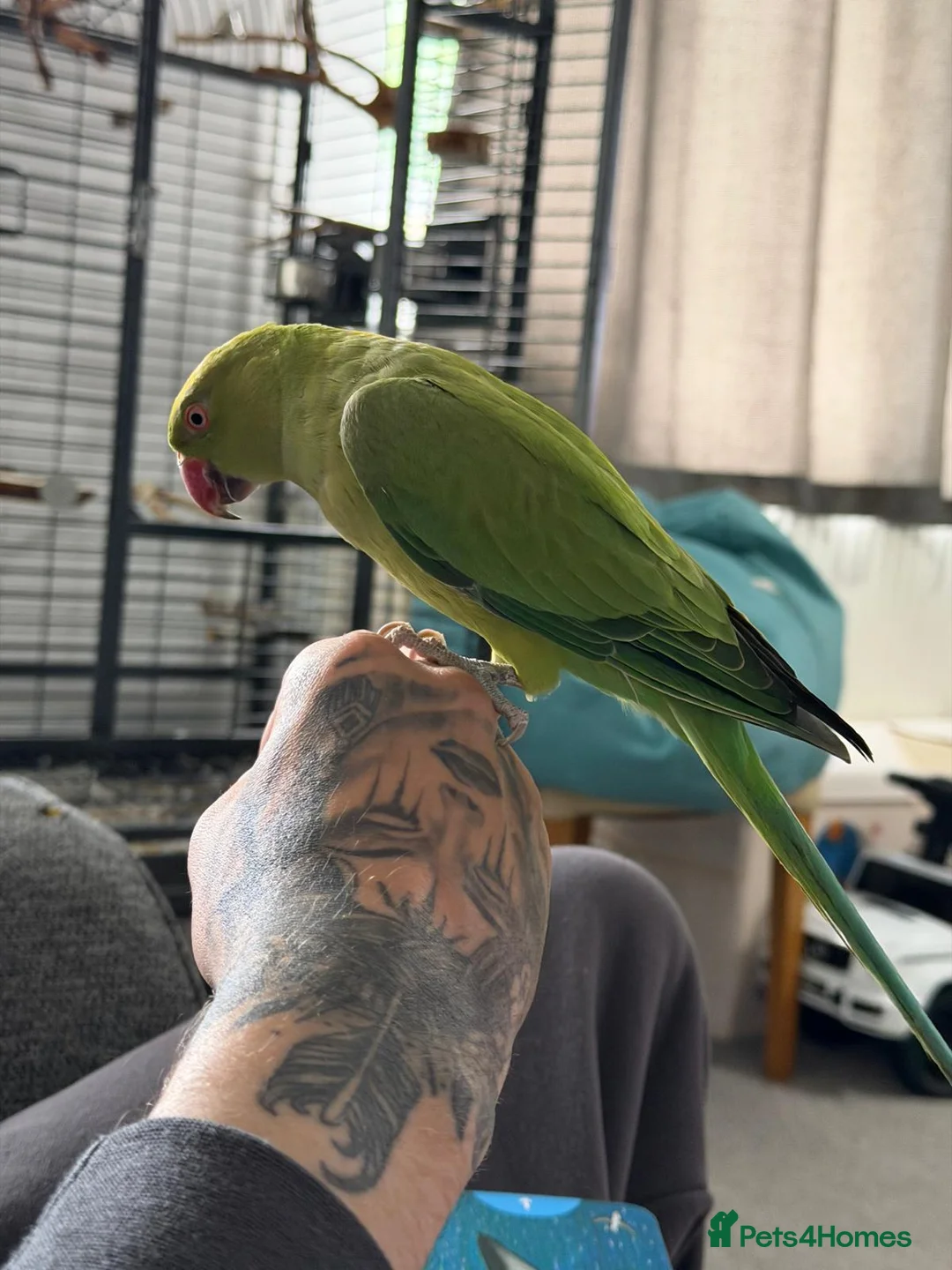 Ringnecks birds for sale: Indian ringneck - Advert 2