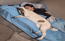 Akita dogs for sale: Sweet Akita Girl - Image 9