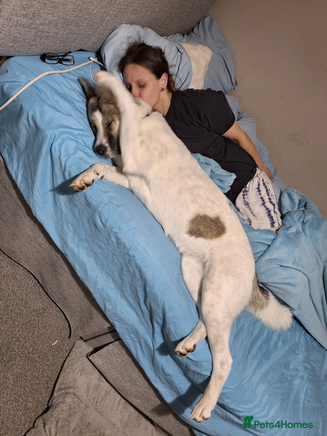 Akita dogs for sale: Sweet Fluffy Girl Dog - Advert 8