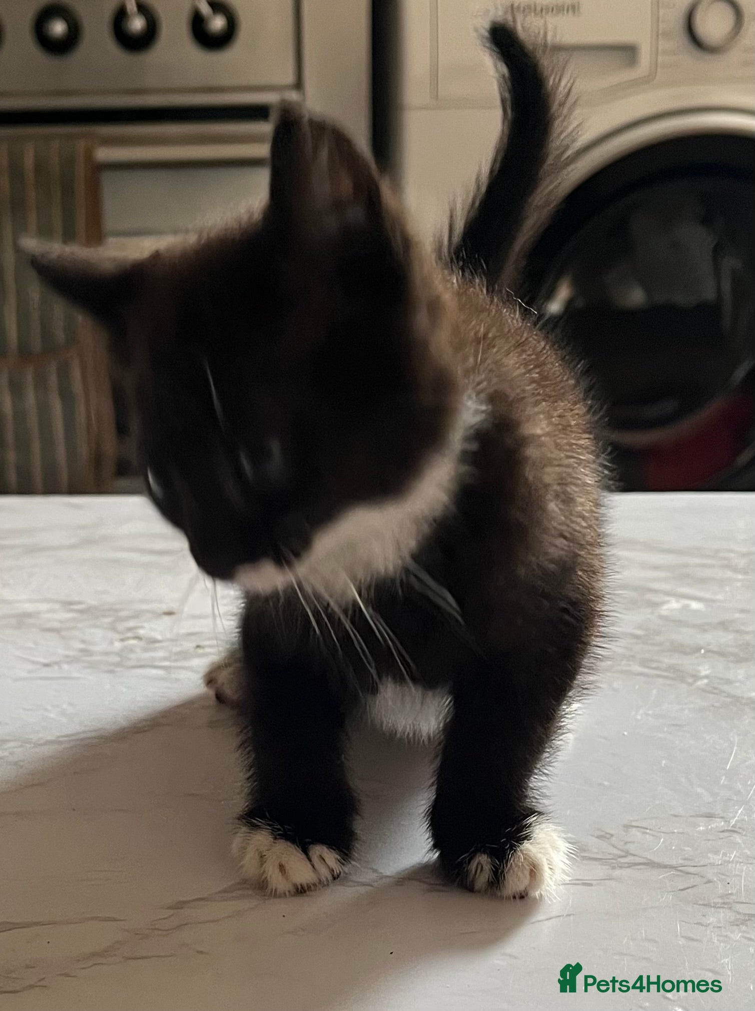 Mixed Breed cats for sale: 3 beautiful kittens for sale  - Advert 3
