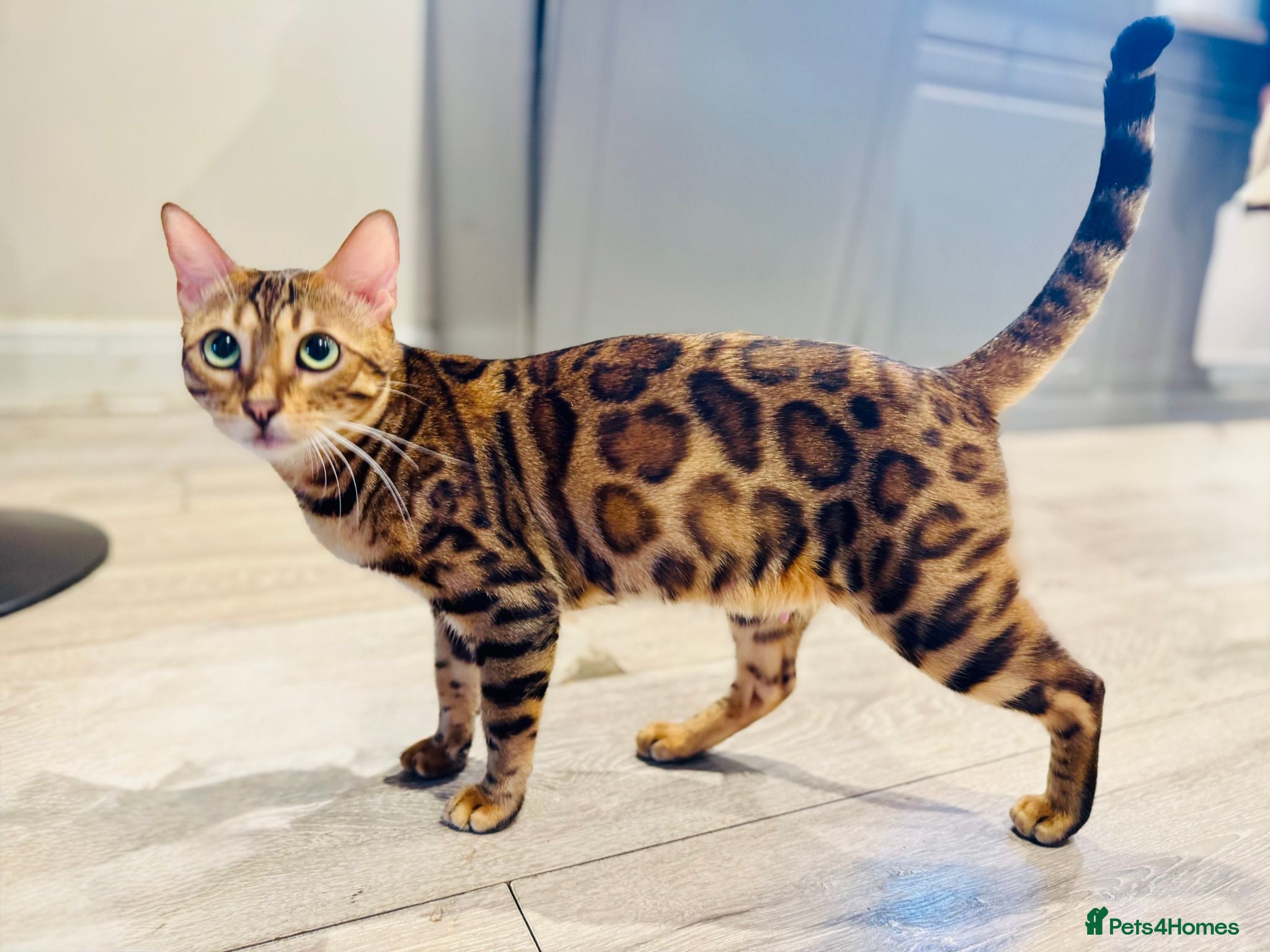 Bengal cats ⭐⭐⭐ Pedigree Bengal TICA registered Kittens ⭐⭐⭐ - Advert 1
