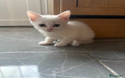 Turkish Angora cats for sale: Playful Kittens - Each ready for a loving home - Image 3