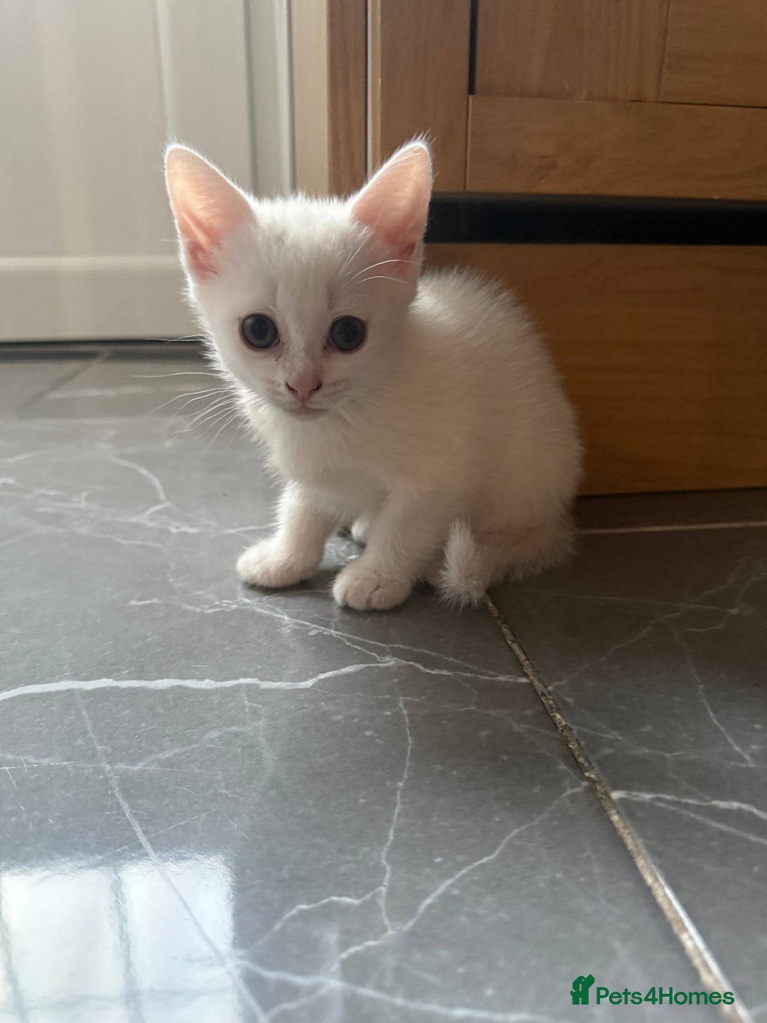 Turkish Angora cats for sale: Playful Kittens - Each ready for a loving home - Image 3