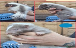 Mixed Breed rodents for sale: Beautiful Skunks for sale  - Image 7