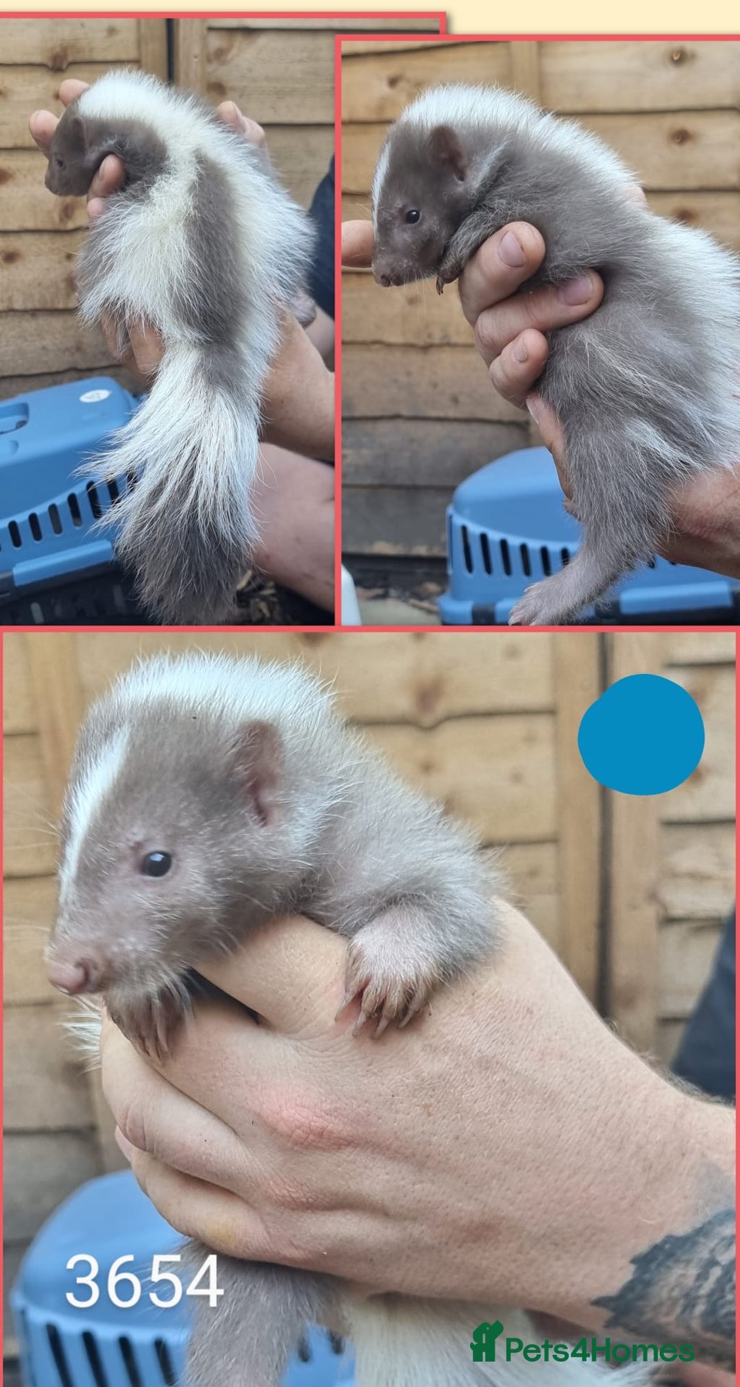 Mixed Breed rodents for sale: Beautiful Skunks for sale  - Image 7