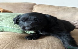 Mixed Breed dogs for sale: 5 Stunning Border Retrievers  - Image 8