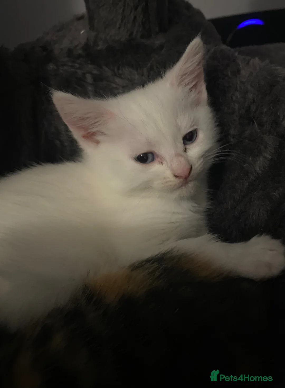 Maine Coon cats for sale: 4 stunning kittens  - Advert 2