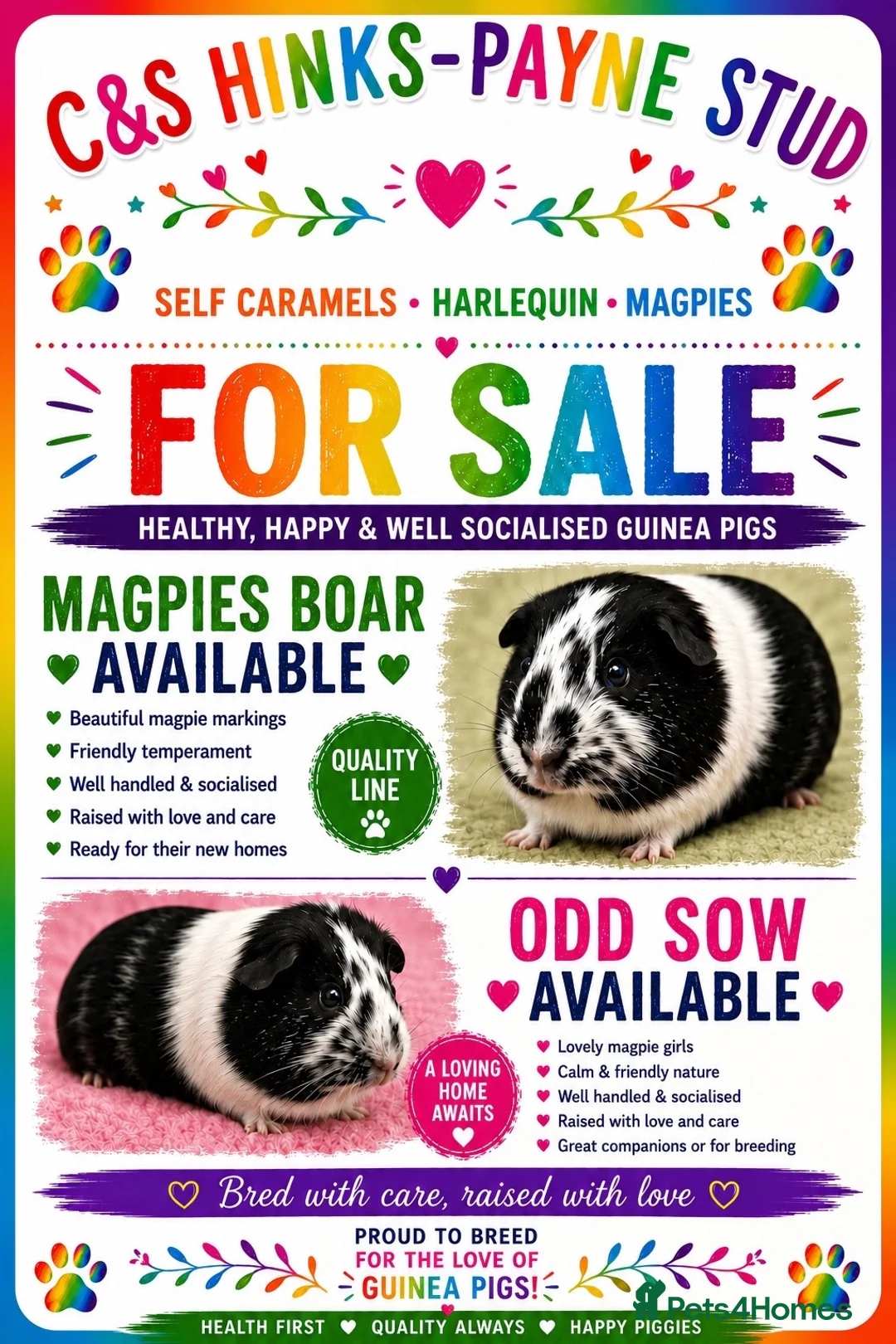 Guinea Pig rodents for sale: Magpie boars - Advert 1