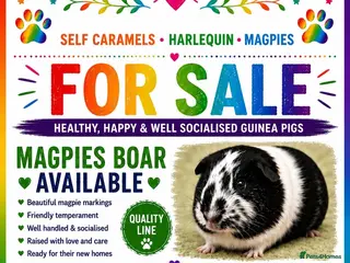 Guinea Pig rodents Magpie boars - Advert 4