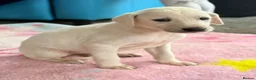 Mixed Breed dogs for sale: My beautiful Salukis puppy’s  - Advert 16