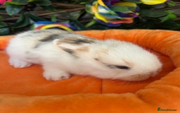 Mini Lop rabbits for sale: Pure Breed Mini lops  - Image 27