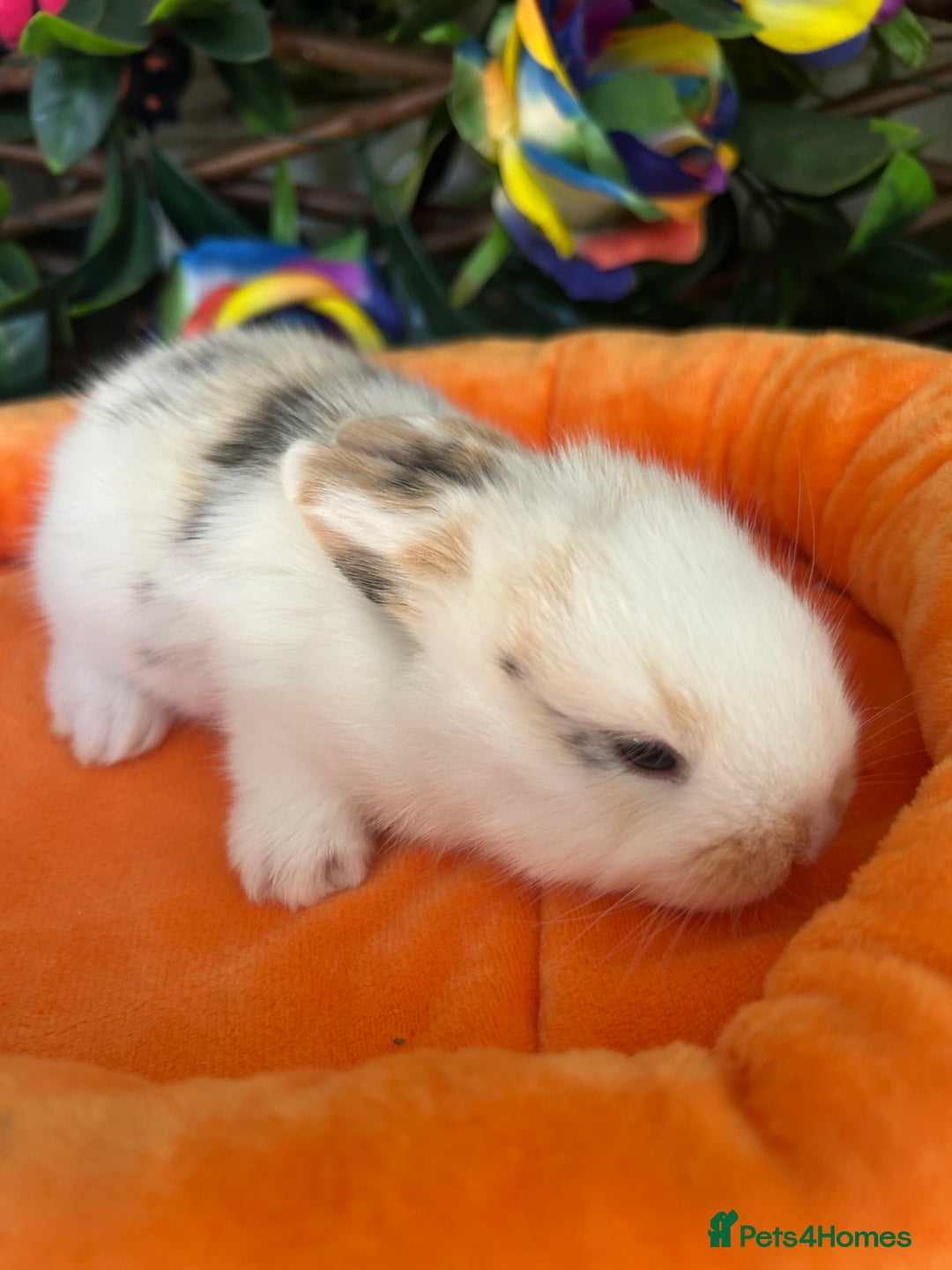 Mini Lop rabbits for sale: Pure Breed Mini lops  - Image 27