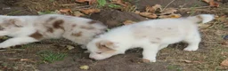Border Collie dogs for sale: Border Collie Puppies for Sale - Advert 9