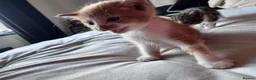 Mixed Breed cats for sale: X4 male kittens  in Hornsea - Advert 14