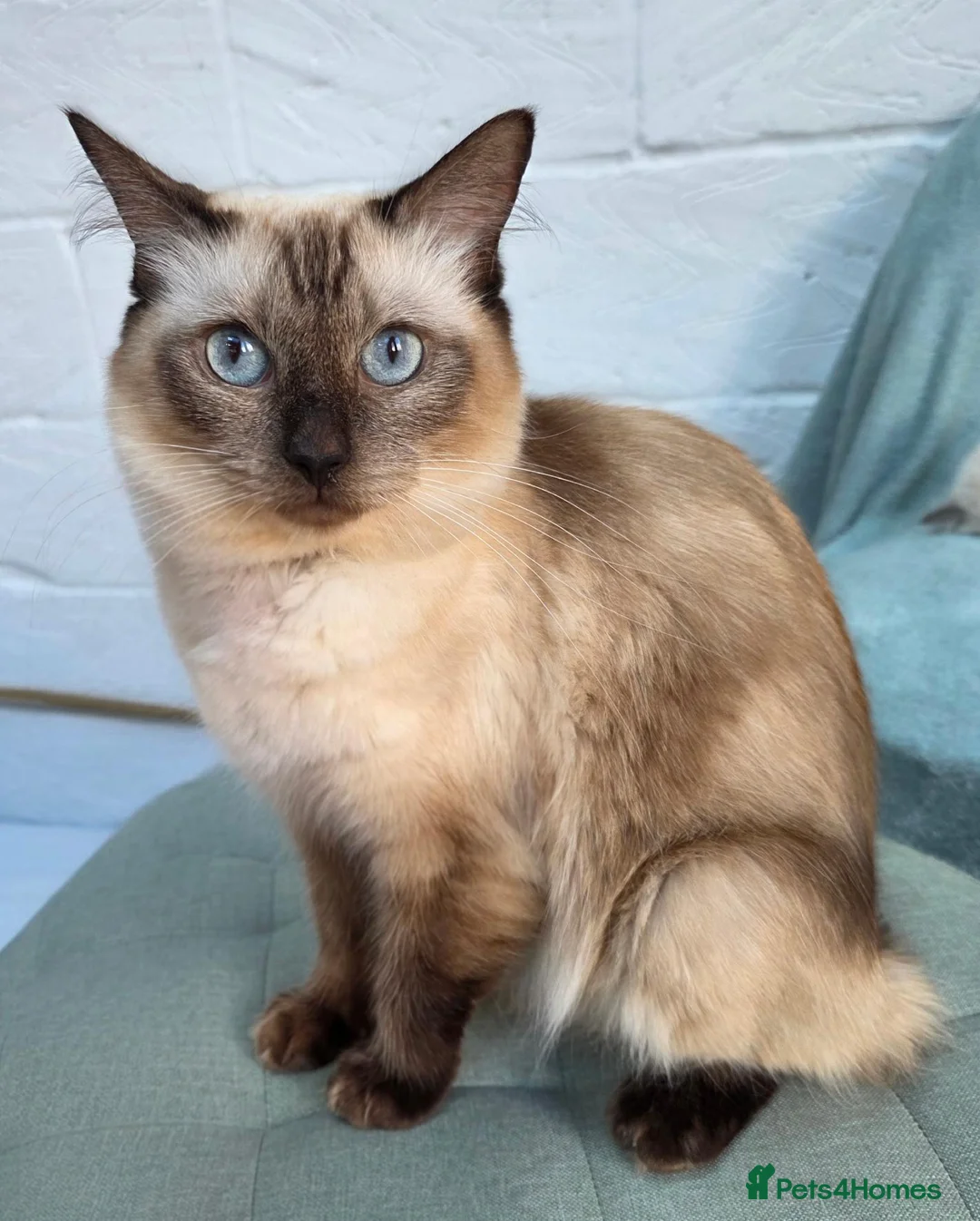 Ragdoll cats for sale: Two male Ragdoll kittens - Advert 2