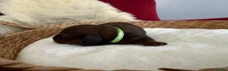 Miniature Dachshund dogs for sale: Show class mini longhair pups from Crufts winner  - Advert 21