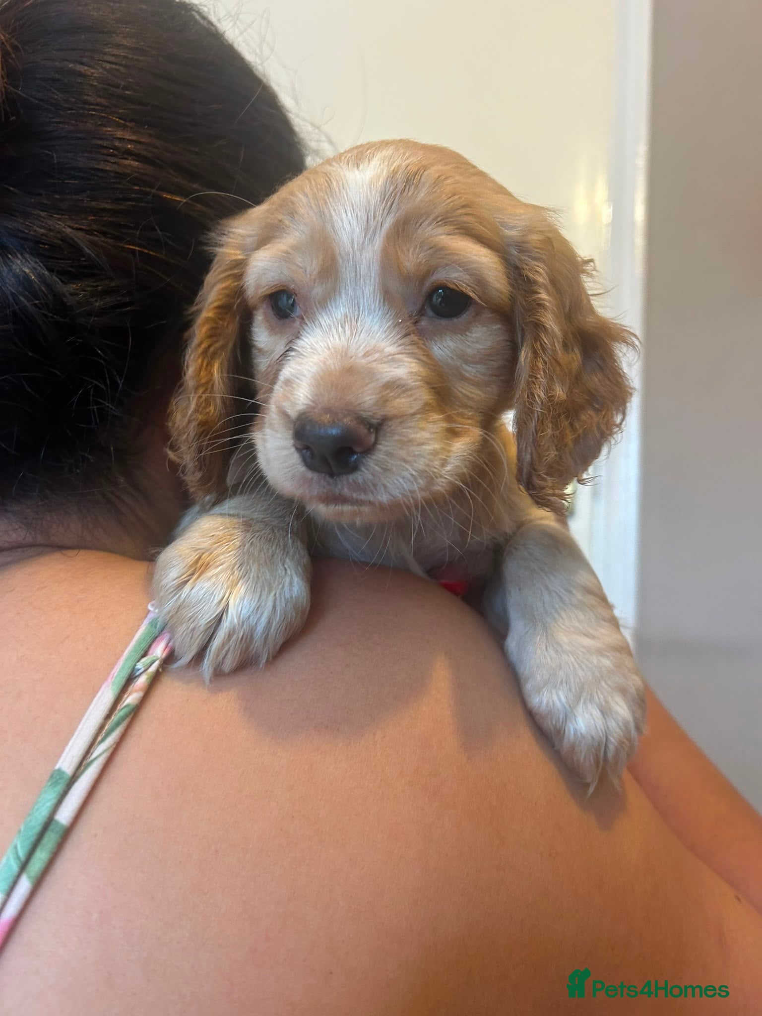 Mixed Breed dogs for sale: Adorable Family Raised Puppies Looking for Homes - Advert 16