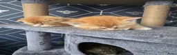 Scottish Fold cats for sale:  Beautiful Scottish fold/scottish straight litter - Advert 22