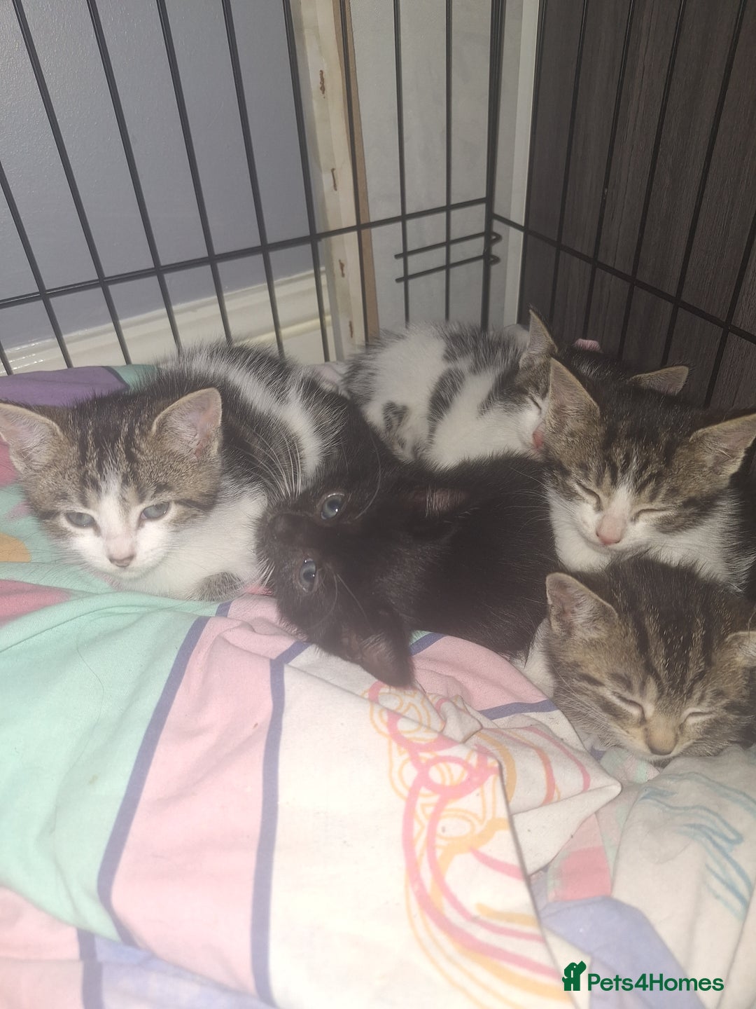 Domestic Shorthair cats for sale: Stunning kittens for sale. - Advert 3