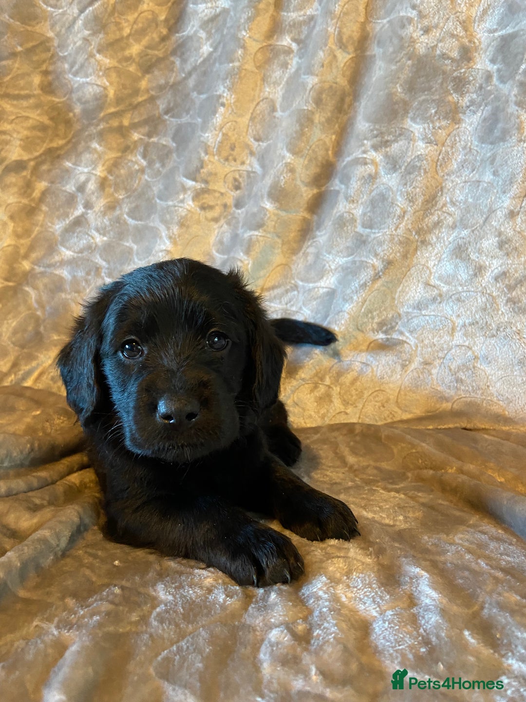 Labradoodle dogs for sale: Rare mini labradoodles variety of colours! - Image 12