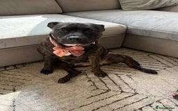 Staffordshire Bull Terrier dogs for sale: Kira  - Image 2