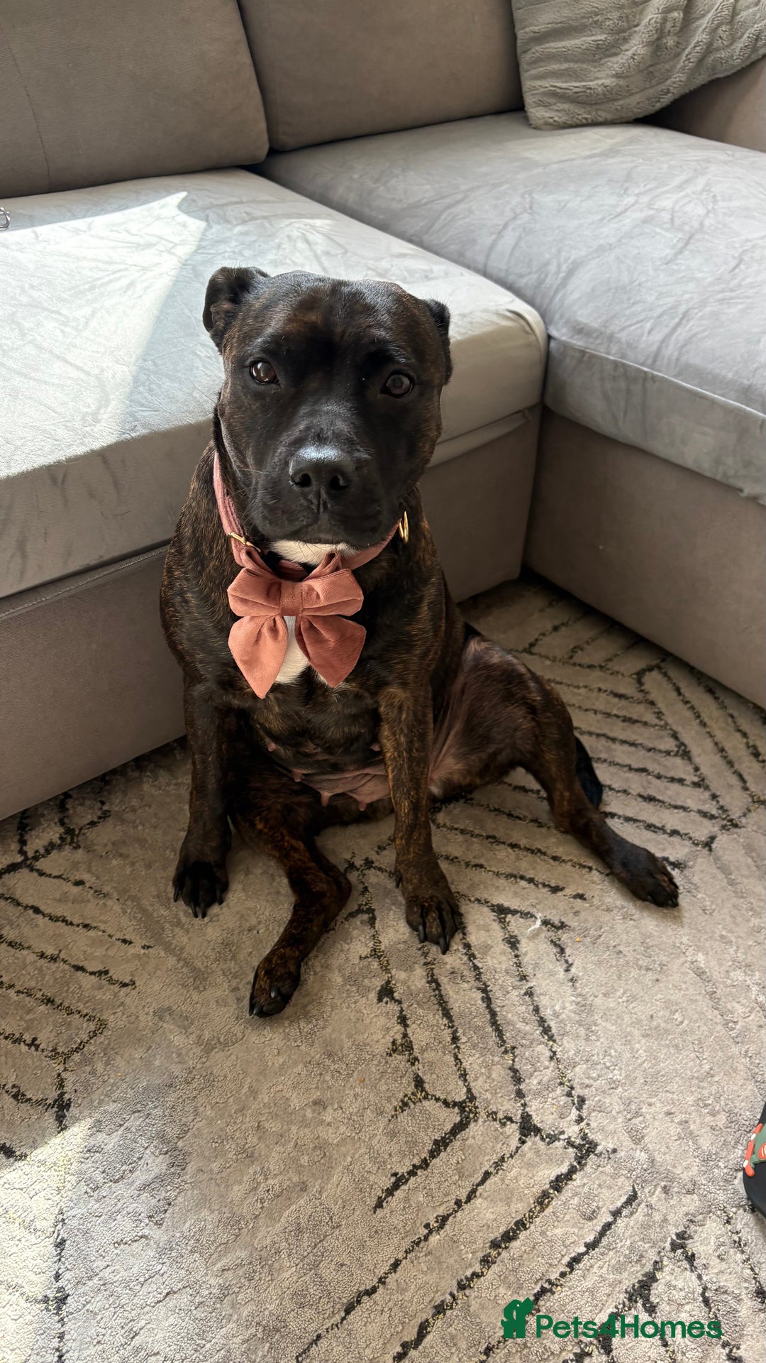 Staffordshire Bull Terrier dogs for sale: Kira  - Image 2