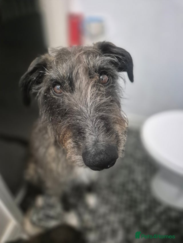 Beautiful lurcher for sale in Bridlington Pets4Homes