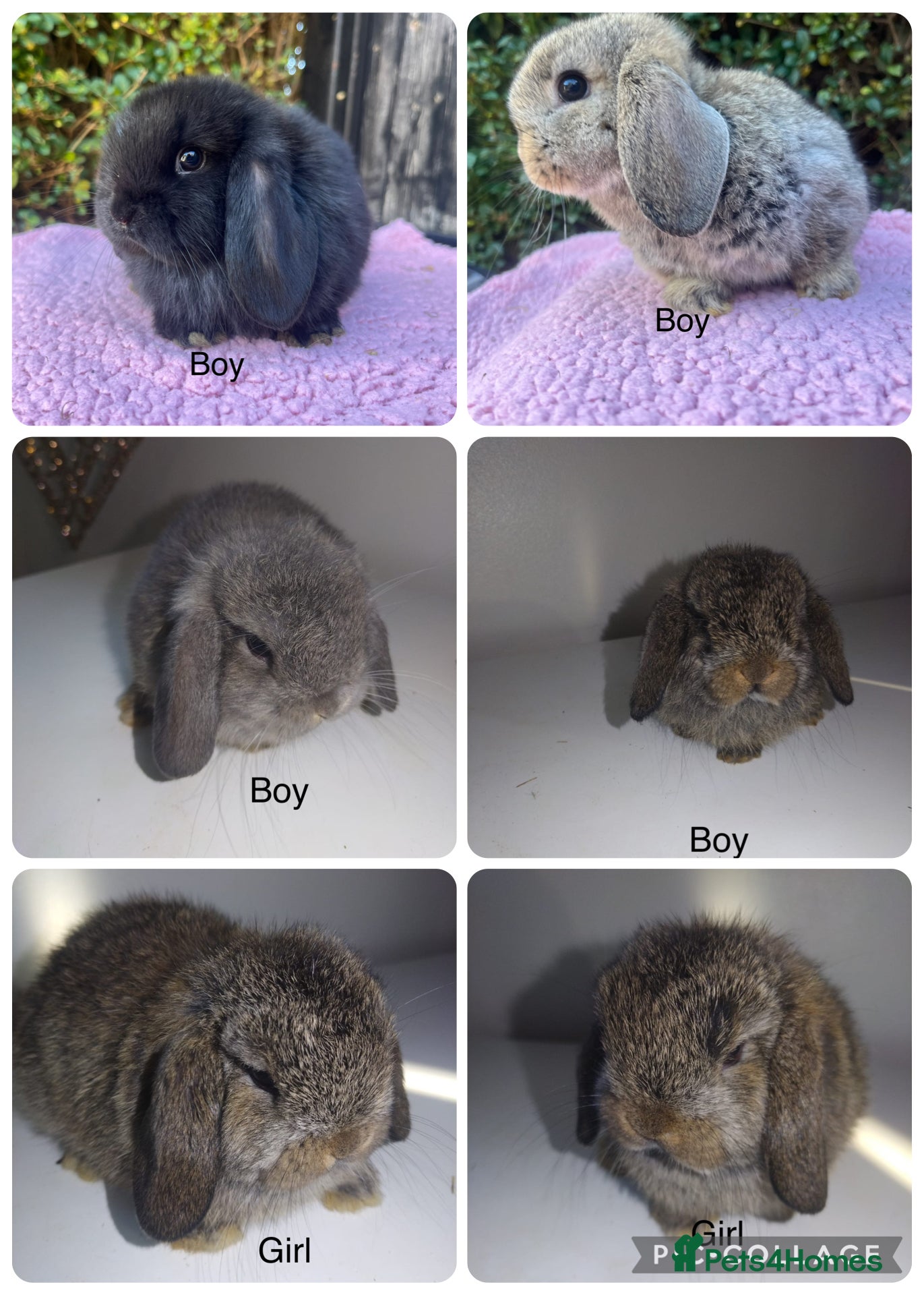 Mini Lop rabbits Mini lops available  - Advert 6