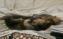 Miniature Dachshund dogs for sale: 5 month old KC cream brindle girl - Image 4