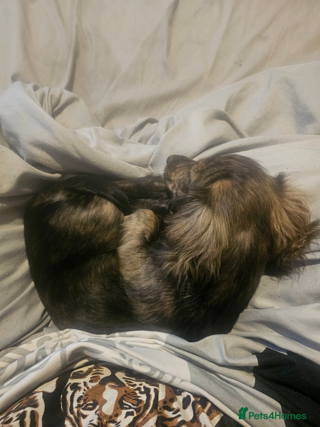 Miniature Dachshund dogs for sale: 5 month old KC cream brindle girl - Image 4