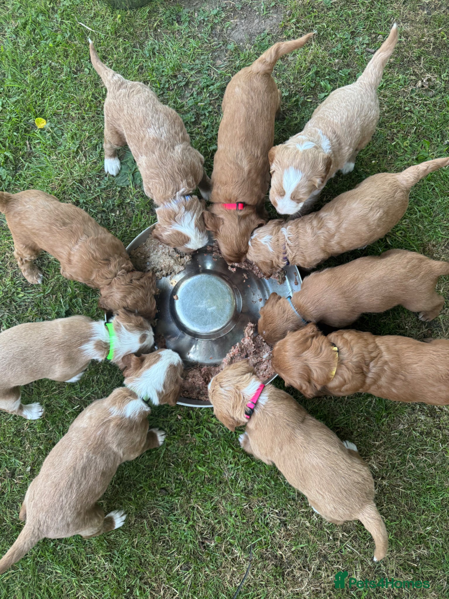 Australian Labradoodle dogs for sale: Gorgeous Tuxedo Marking Australian Labradoodles - Advert 10
